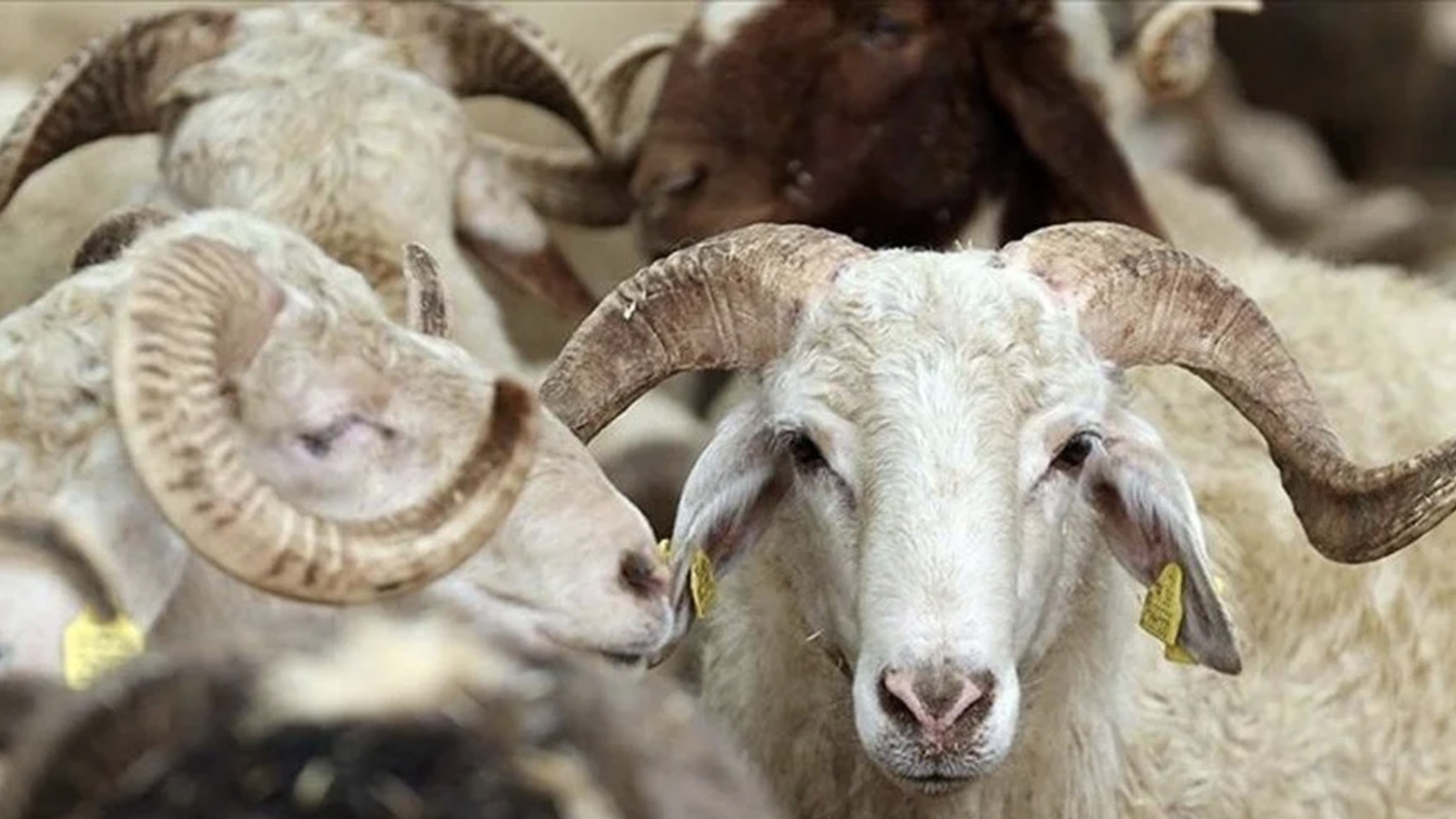 tigem 3 bin 200 reforme kucukbas hayvan satacak qCPgHq7T