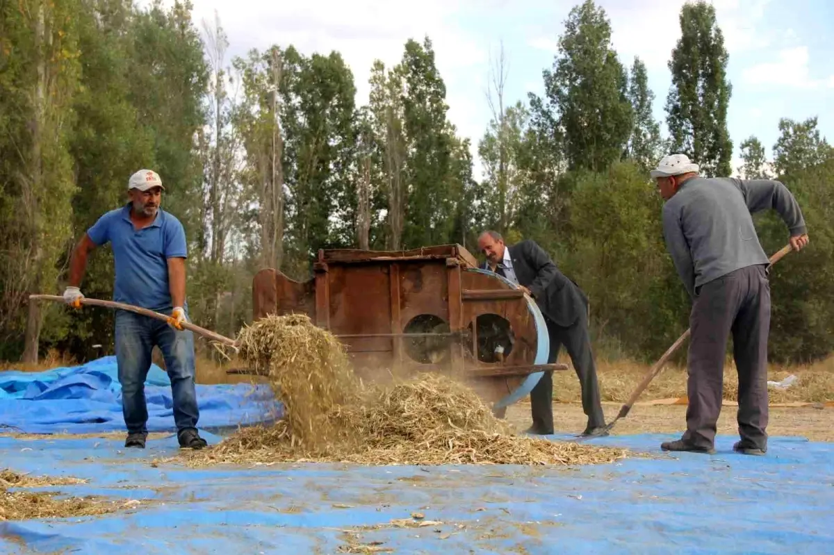 geleneksel yontemlerle ata tohumu fasulye uretimi 214MgTFl