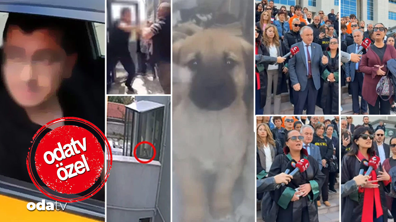 kopekleri olduren doktorun cezasi belli oldu asla yeterli degil sabikasi yok indirimi doktorluktan men edilmeli ryTri2GZ.jpg