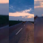 Ankara’da Doğa Harikası: Yaban Geyiği Sürüsü Yolda Görüntülendi