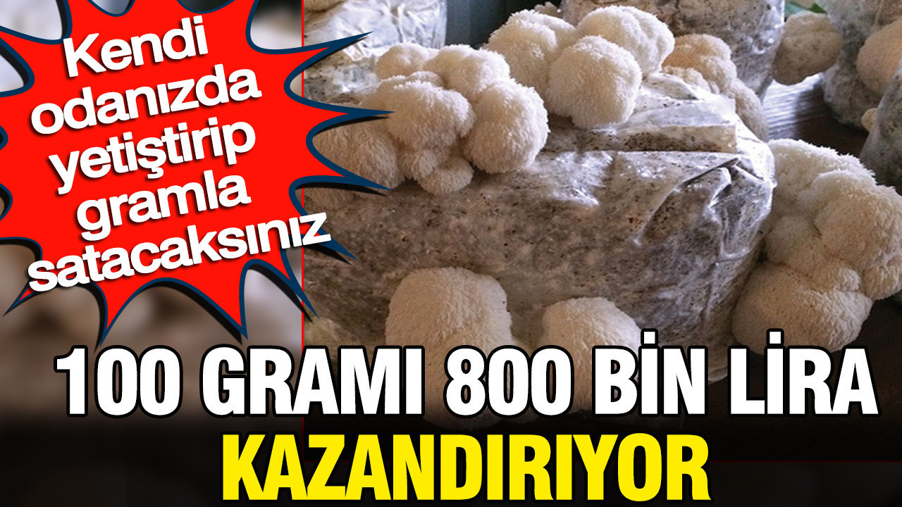 Dev hasat 100 grami 800 bin lira kazandiriyor kendi odanizda yetistirip gramla satacaksiniz SxyBQeyi